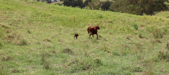 Земельный участок 80800м² в Veteran, Австралия № 954 18