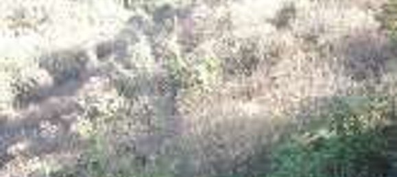  Land in Nemi, Italy No. 323793 4