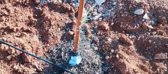 20000m² Land in Cuevas del Campo, Spain No. 136567 5