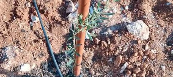 20000m² Land in Cuevas del Campo, Spain No. 136567 6