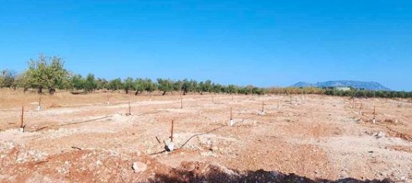 20000m² Land in Cuevas del Campo, Spain No. 136567 4