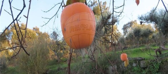 1 bedroom House in Fundao, Portugal No. 90665 40