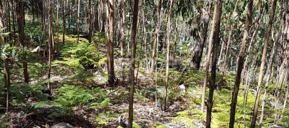 13600m² Land in Vila Nova de Famalicao, Portugal No. 33915 3