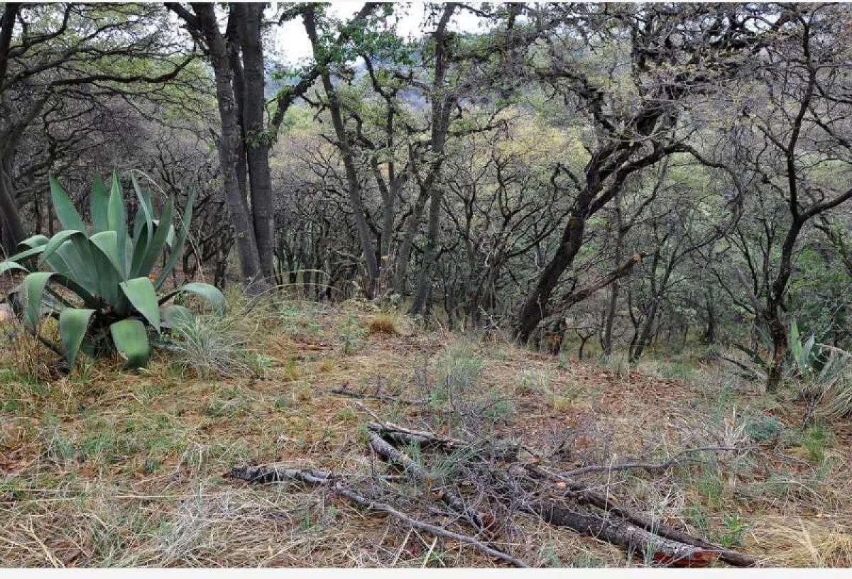  قطعة أرض في Mexico رقم 206668