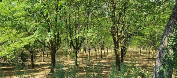 8 rooms House in Quargnento, Italy No. 298026 30