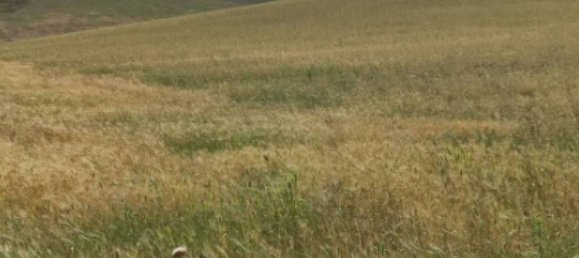 Terreno em Tolve, Italy 241850 m² N.º 301485 11