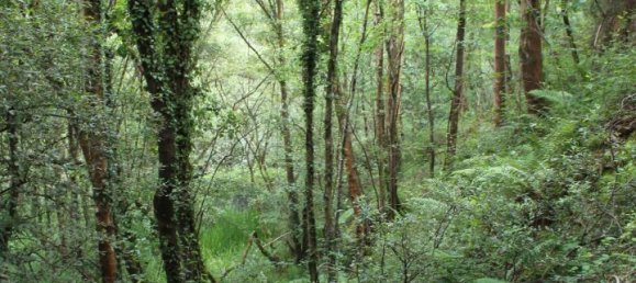 61000m² Commercial property in Siero, Spain No. 175184 11