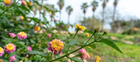 2 bedrooms Villa in Torrevieja, Spain No. 151760 95