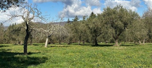 7-Zimmer Villa in Canale Monterano, Italy, Nr. 206971 12