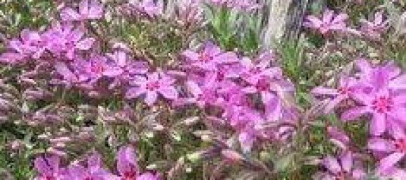 5غرفة منزل في Rosenburg-Mold, Austria رقم 246336 30