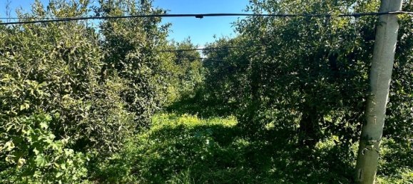 Grundstück in Palagiano, Italy 10679m², Nr. 80777 16