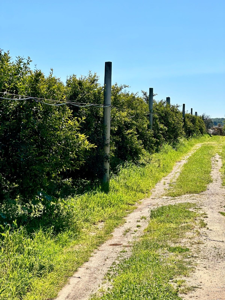 Grundstück in Palagiano, Italy 10679m², Nr. 80777
