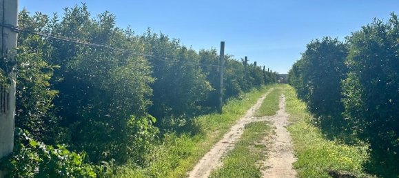 Grundstück in Palagiano, Italy 10679m², Nr. 80777 5