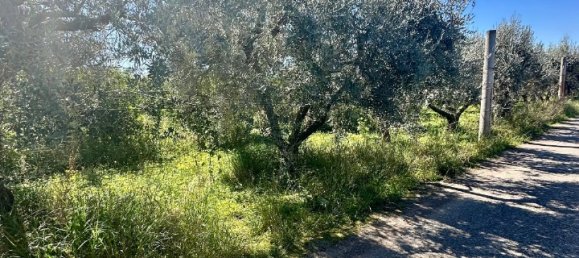 Grundstück in Palagiano, Italy 10679m², Nr. 80777 14