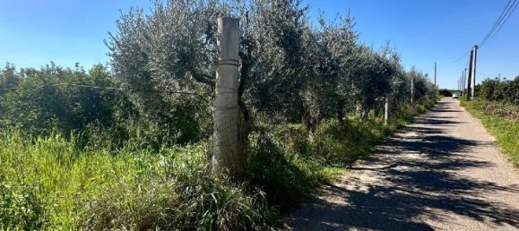 Grundstück in Palagiano, Italy 10679m², Nr. 80777 20