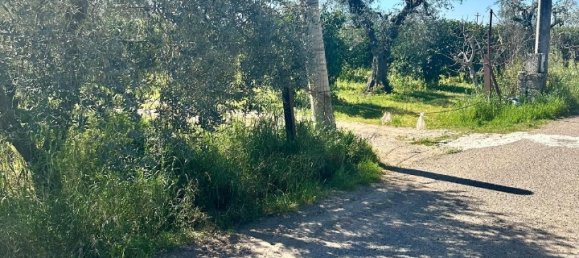 Grundstück in Palagiano, Italy 10679m², Nr. 80777 18