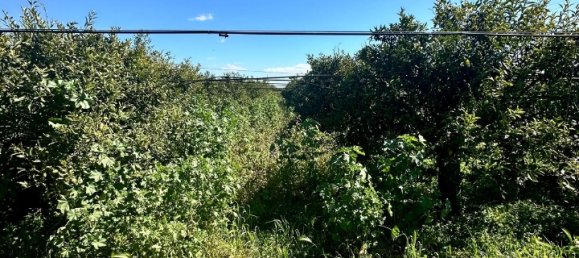 Grundstück in Palagiano, Italy 10679m², Nr. 80777 17