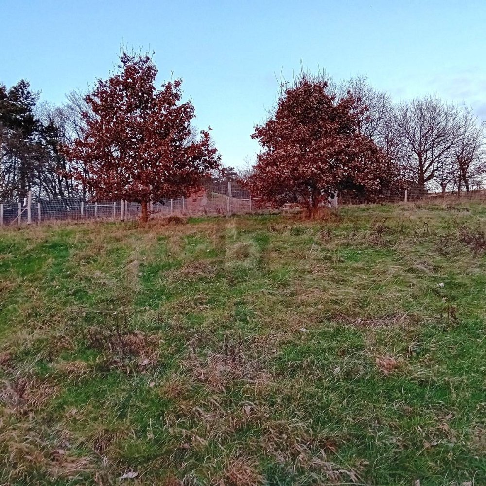  Land in Bernkastel-Wittlich, Germany No. 157777