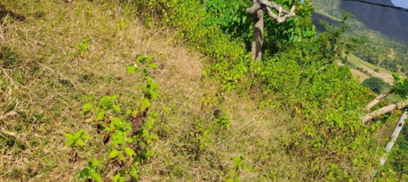 Grundstück in West Nusa Tenggara, Indonesia 3000m², Nr. 4066 16