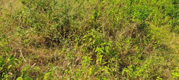 Grundstück in West Nusa Tenggara, Indonesia 3000m², Nr. 4066 6