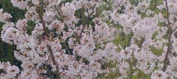 Adosado de 4 habitaciónes en Sieghartskirchen, Austria No. 262480 6