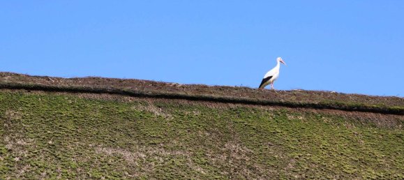 6غرفة مزرعة في Cuxhaven, Germany رقم 187841 5