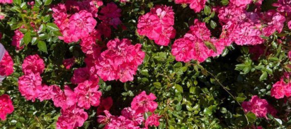 2 Schlafzimmer Haus in Feldbach, Austria, Nr. 205143 29