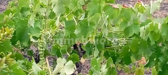 Grundstück in Nicolosi, Italy 1500m², Nr. 273503 5