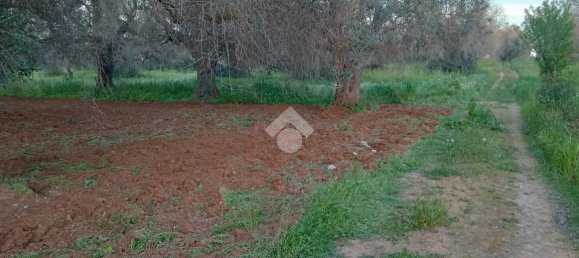 5820m² Land in Carovigno, Italy No. 41368 3