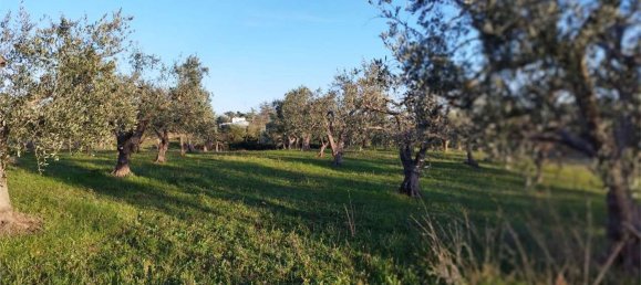 3-Zimmer Haus in Martina Franca, Italy, Nr. 104300 5