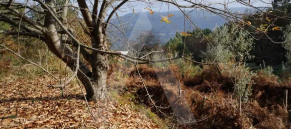 Land in Sever do Vouga, Portugal No. 93208 3