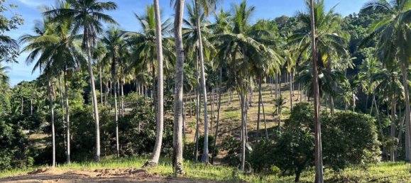  Land in Surat Thani, Thailand No. 59348 4