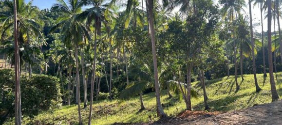  Land in Surat Thani, Thailand No. 59348 2