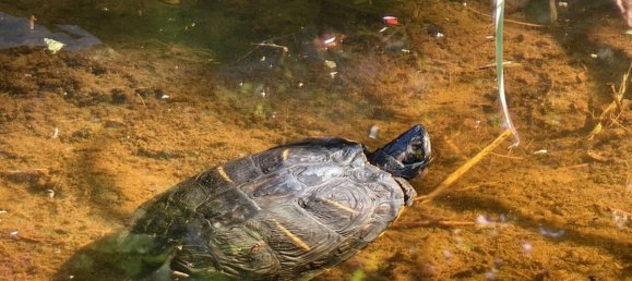 4 rooms House in Hanover, Germany No. 311117 4