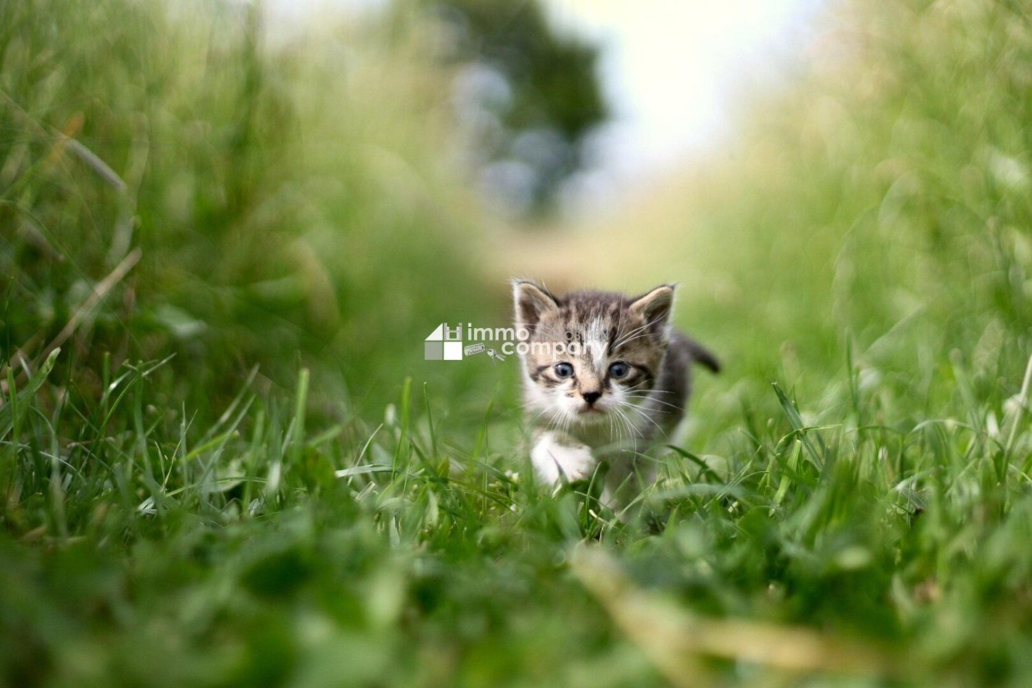 Terreno en Purbach am Neusiedler See, Austria No. 222978