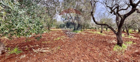 5 rooms House in Ceglie Messapica, Italy No. 36100 15