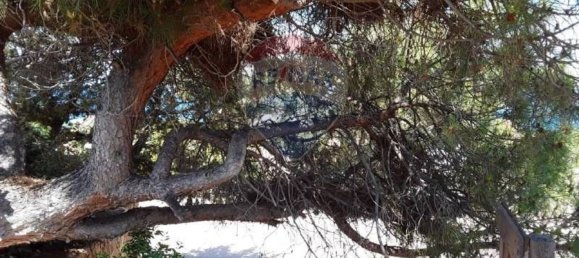 9 rooms Villa in Trinità d'Agultu e Vignola, Italy No. 215594 28