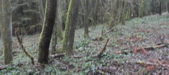  Land in Bayreuth, Germany No. 243316 2