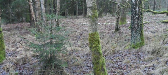  Land in Bayreuth, Germany No. 243316 7