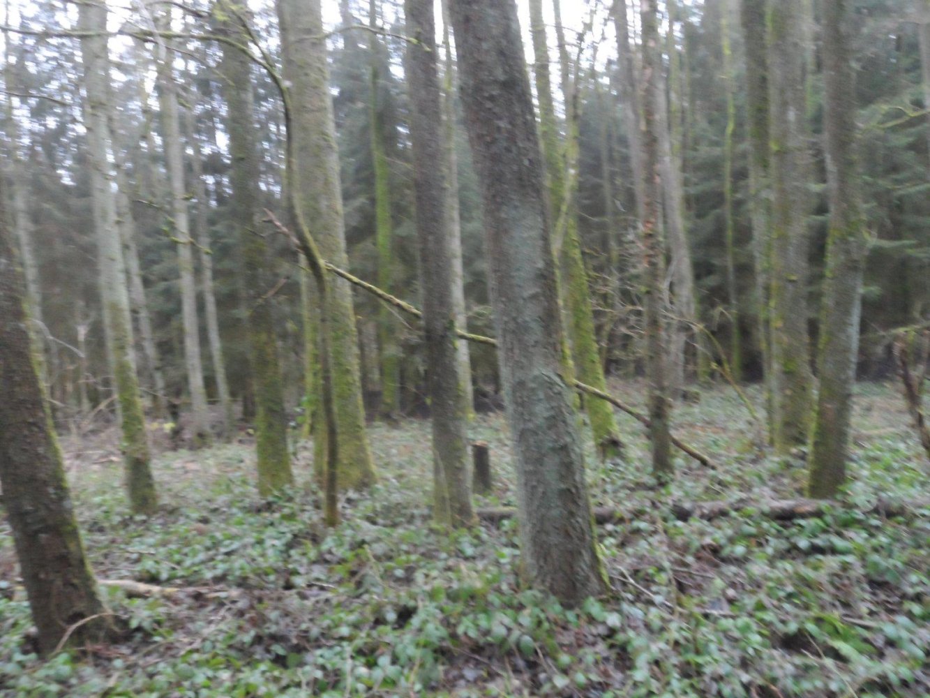  Land in Bayreuth, Germany No. 243316