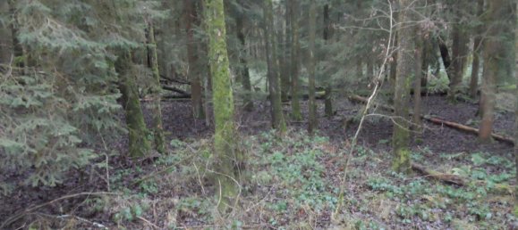  Land in Bayreuth, Germany No. 243316 5