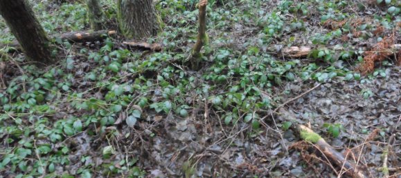  Land in Bayreuth, Germany No. 243316 3