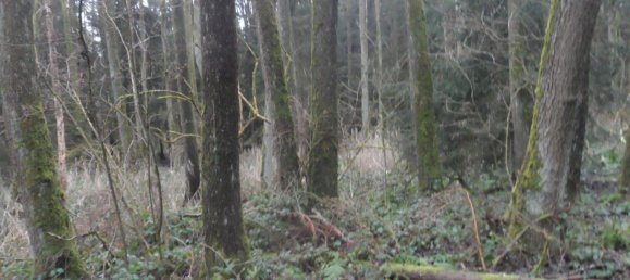  Land in Bayreuth, Germany No. 243316 16