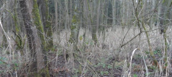  Land in Bayreuth, Germany No. 243316 13