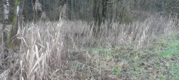  Land in Bayreuth, Germany No. 243316 9