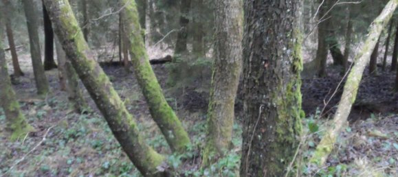  Land in Bayreuth, Germany No. 243316 4