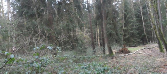  Land in Bayreuth, Germany No. 243316 8