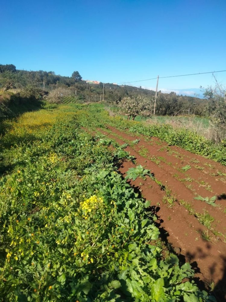  قطعة أرض في Tenerife, Spain 1380متر مربع رقم 140458