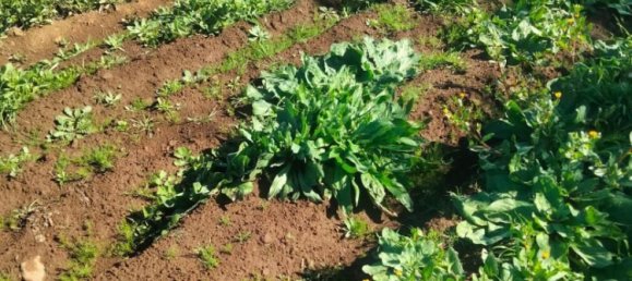  قطعة أرض في Tenerife, Spain 1380متر مربع رقم 140458 5