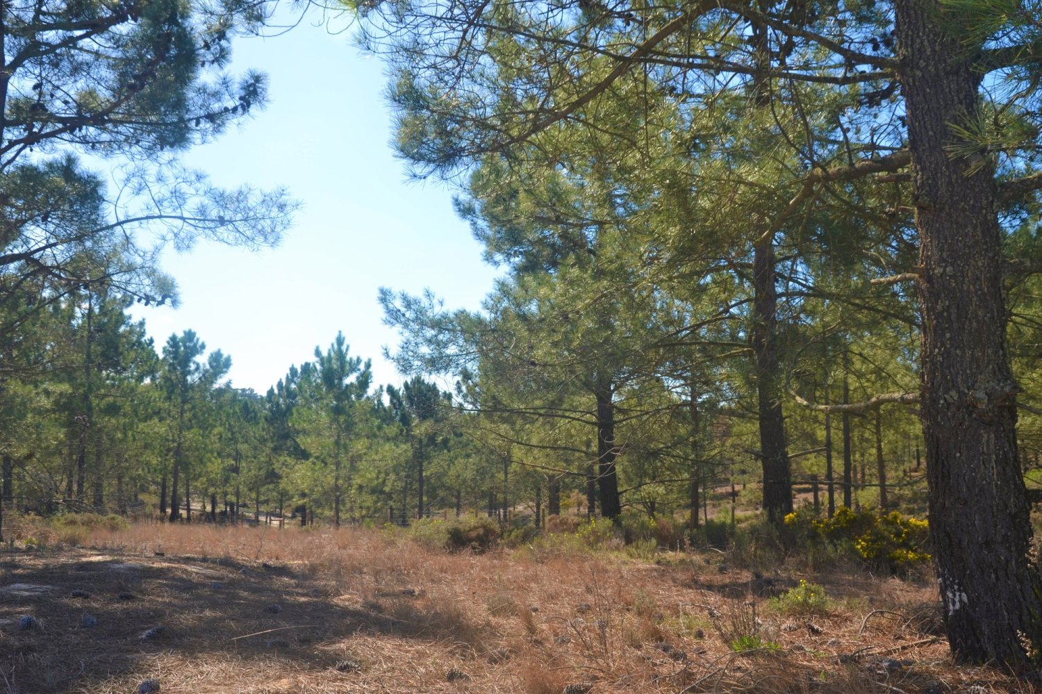 215m² Land in Grandola, Portugal No. 129742